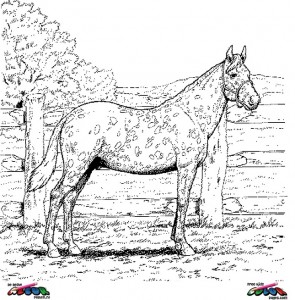 Horses024 - Printable coloring pages